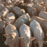 Angus e Charolês: pecuaristas de MS pegam todos os bônus com “novilhotas”