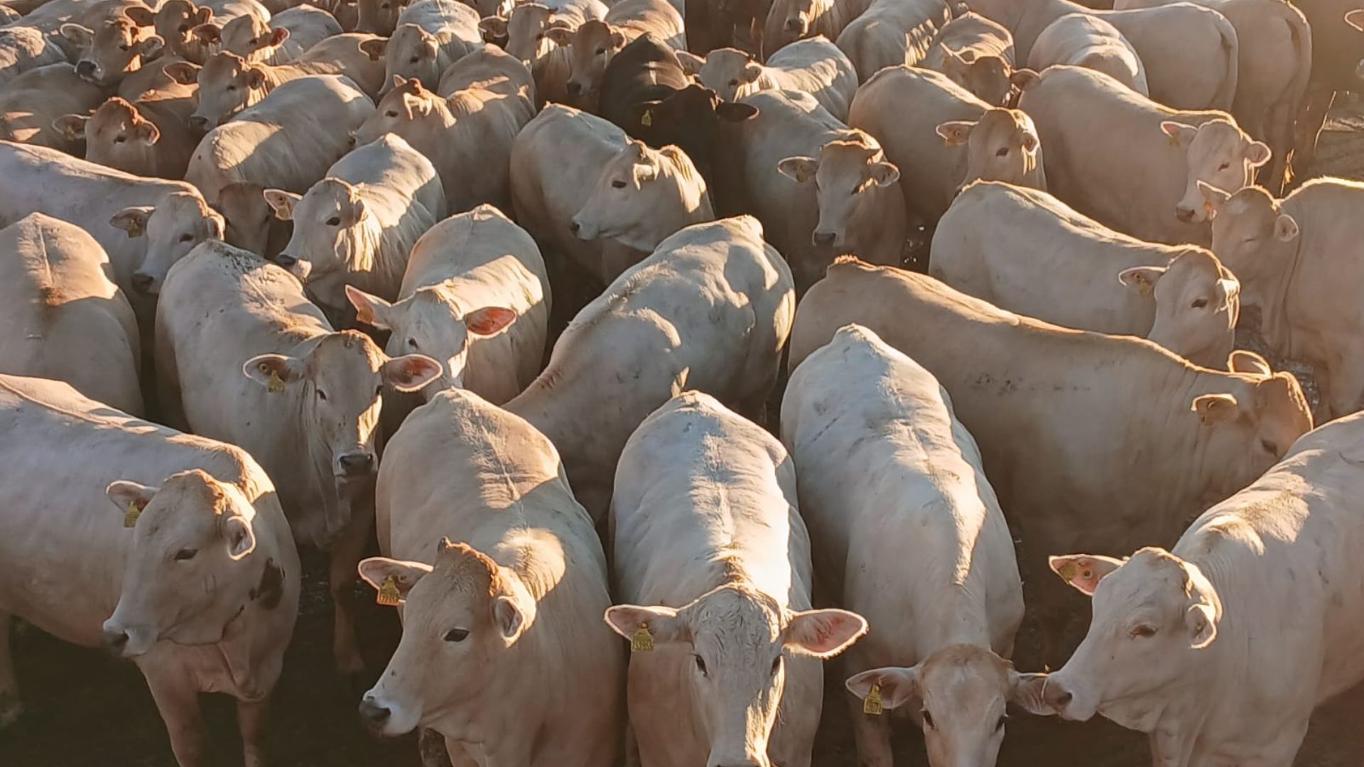 Angus e Charolês: pecuaristas de MS pegam todos os bônus com “novilhotas”