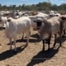 Novilhada de acabamento top é destaque em curral de frigorífico em MT