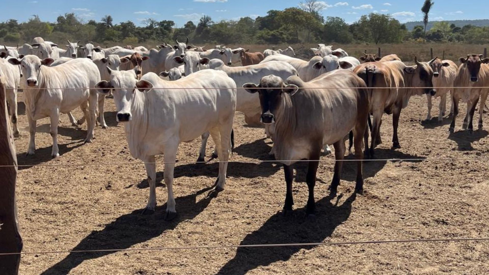 Novilhada de acabamento top é destaque em curral de frigorífico em MT