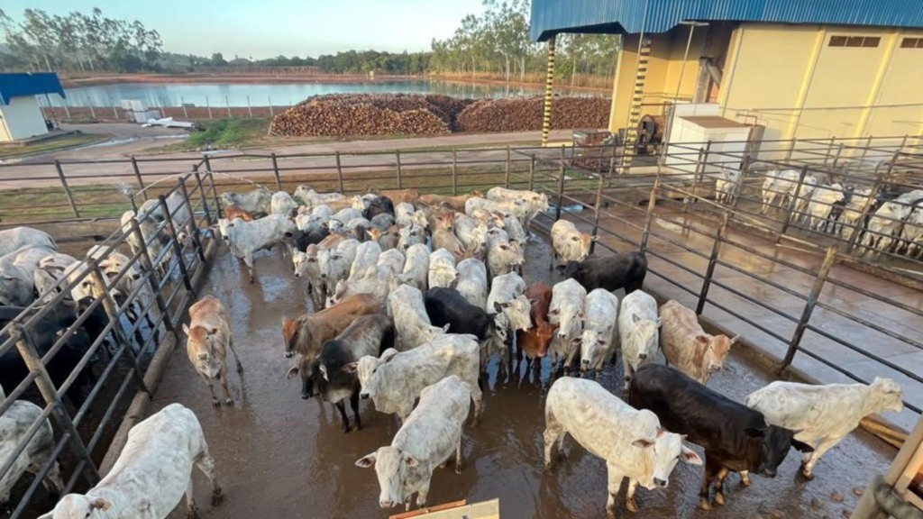 Lote de novilhas confinadas, sendo animais da raça Nelore e de cruzamento industrial. Foto: Divulgação/Friboi Confresa (MT)