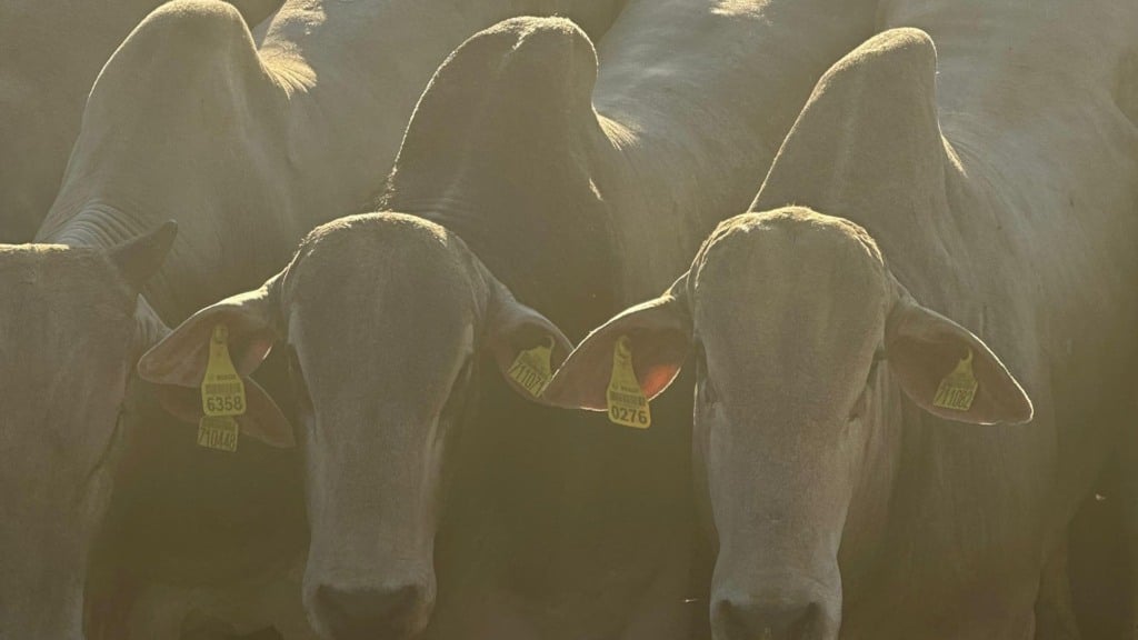 Rastreabilidade obrigatória para bovinos e búfalos: conheça as etapas do programa federal