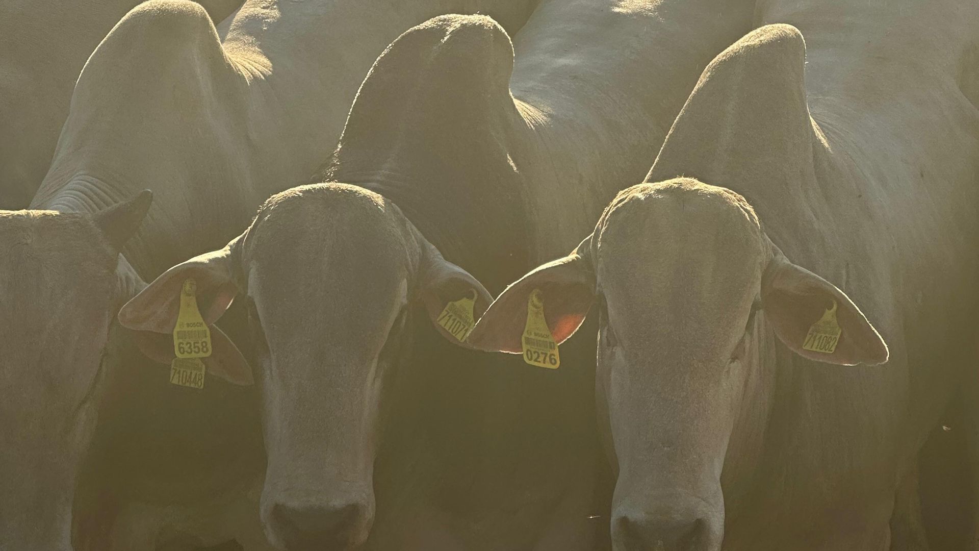 Rastreabilidade obrigatória para bovinos e búfalos: conheça as etapas do programa federal