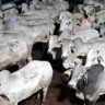 Maravilha no nome e no gado! Fazenda paulista faz boiada top com mais de 20@