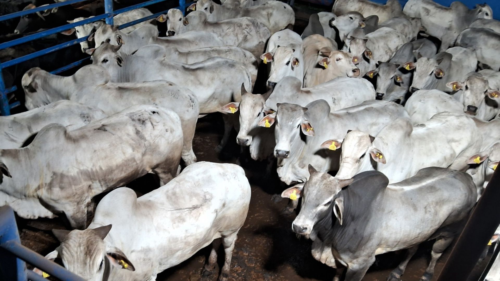 Maravilha no nome e no gado! Fazenda paulista faz boiada top com mais de 20@ Maravilha no nome e no gado! Fazenda paulista faz boiada top com mais de 20@