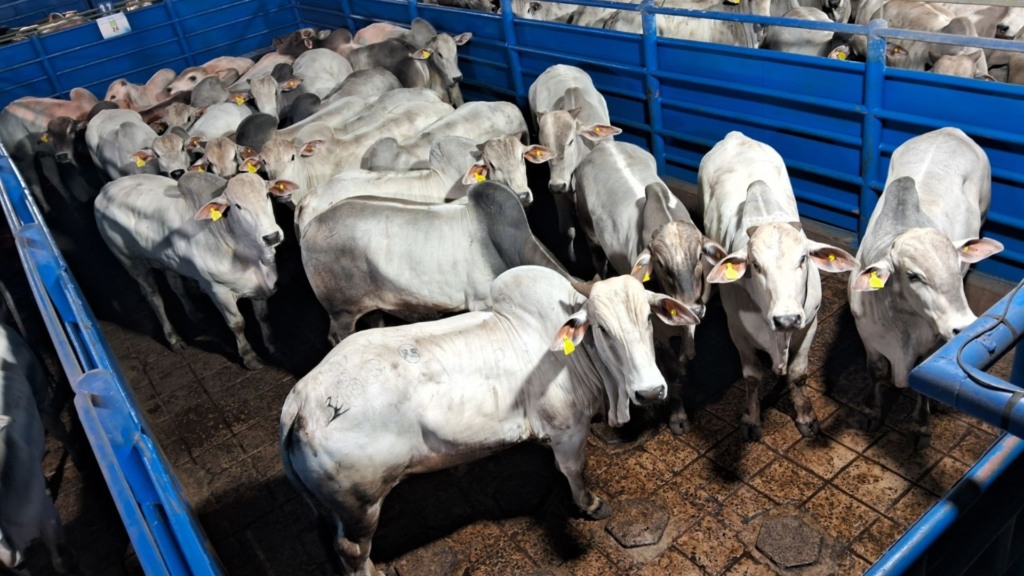 O peso médio por carcaça dessa turma foi de robustos 306 quilos, o que dá 20,4 arrobas por animal! Foto: Divulgação/Friboi Lins (SP)