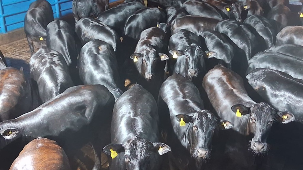 Pecuarista compra no RS, termina no cocho em SP e tem bônus de carne premium