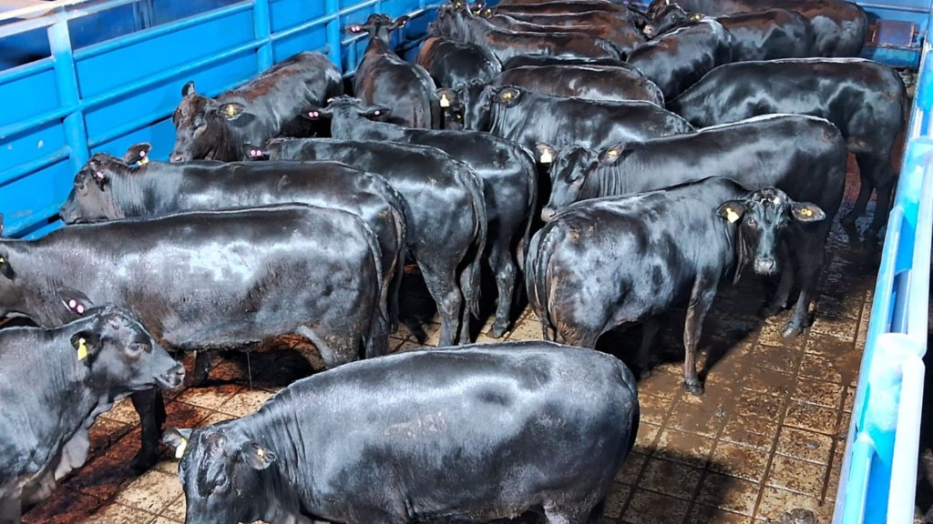 Para se ter uma ideia da precocidade, 92% do lote era de animais zero dentes, e os demais tinham apenas dois dentes. Foto: Divulgação/Friboi Lins (SP)