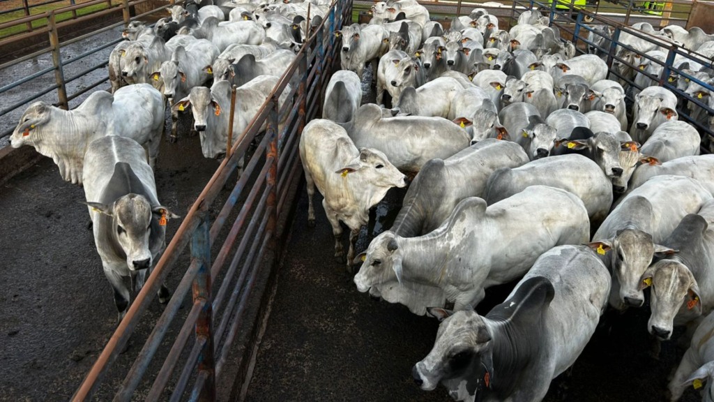 A média de peso por carcaça após o abate foi de robustos 303 quilos, o que dá 20,2 arrobas por animal! Foto: Divulgação/Friboi de Ituiutaba (MG)