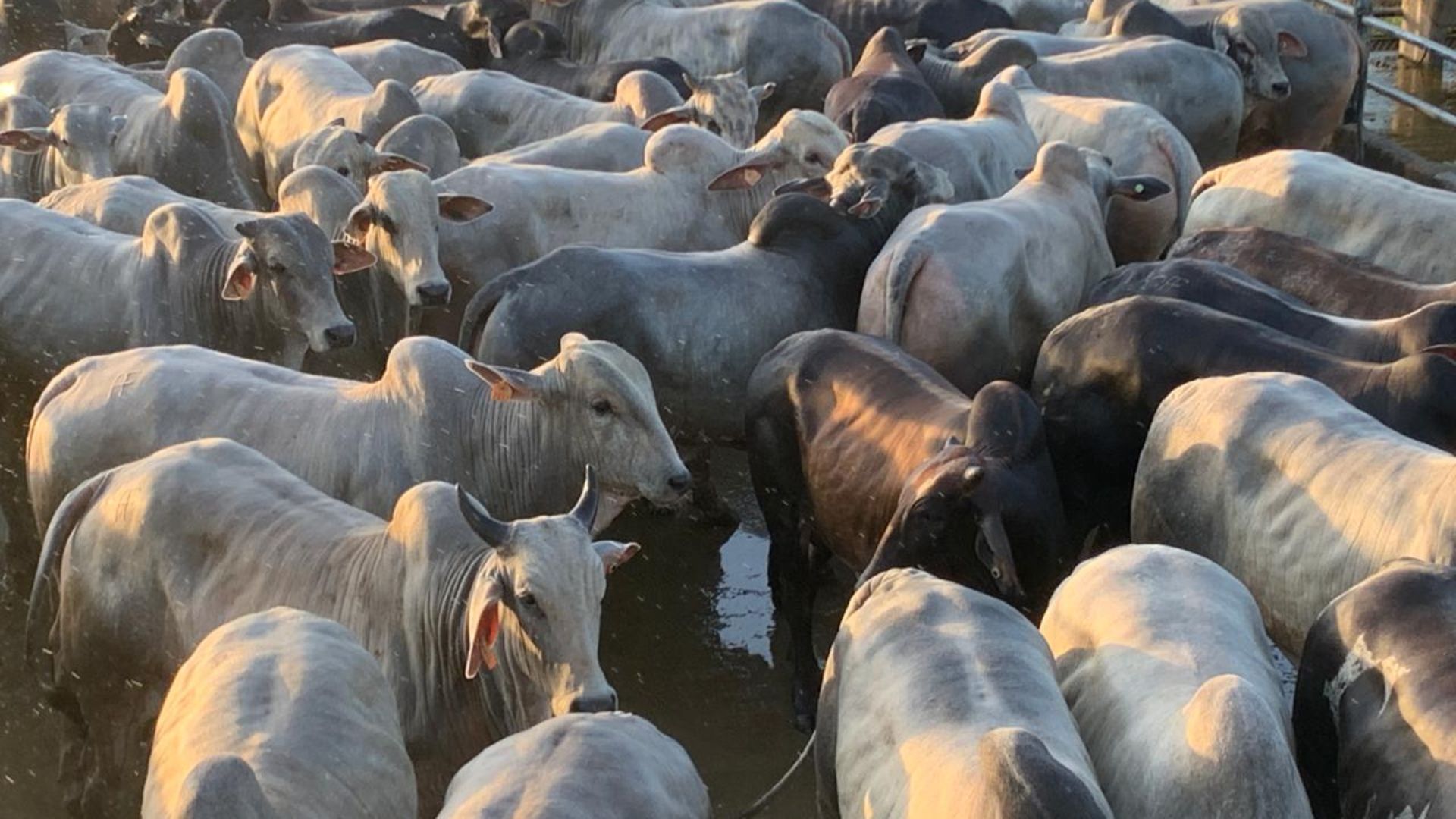 Pecuarista do Pará faz boiada jovem no capricho com quase 21@ Pecuarista do Pará faz boiada jovem no capricho com quase 21@
