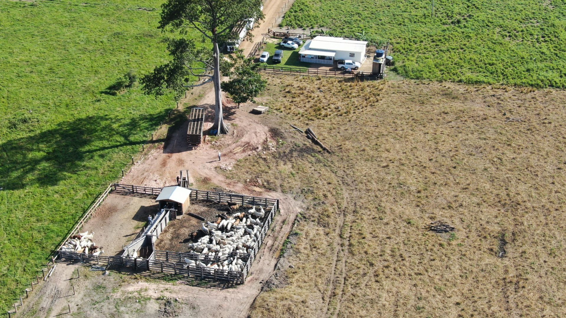 Rondônia: pecuarista mostra estrutura caprichada para terminação a pasto