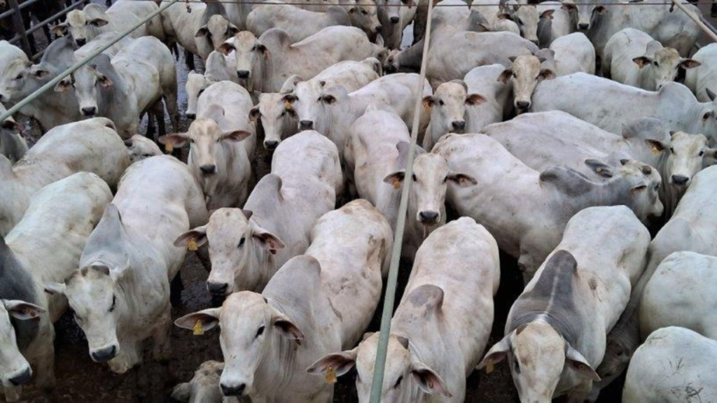 Boiada “batoquinha” zero dentes impressiona com mais de 21@ em MT