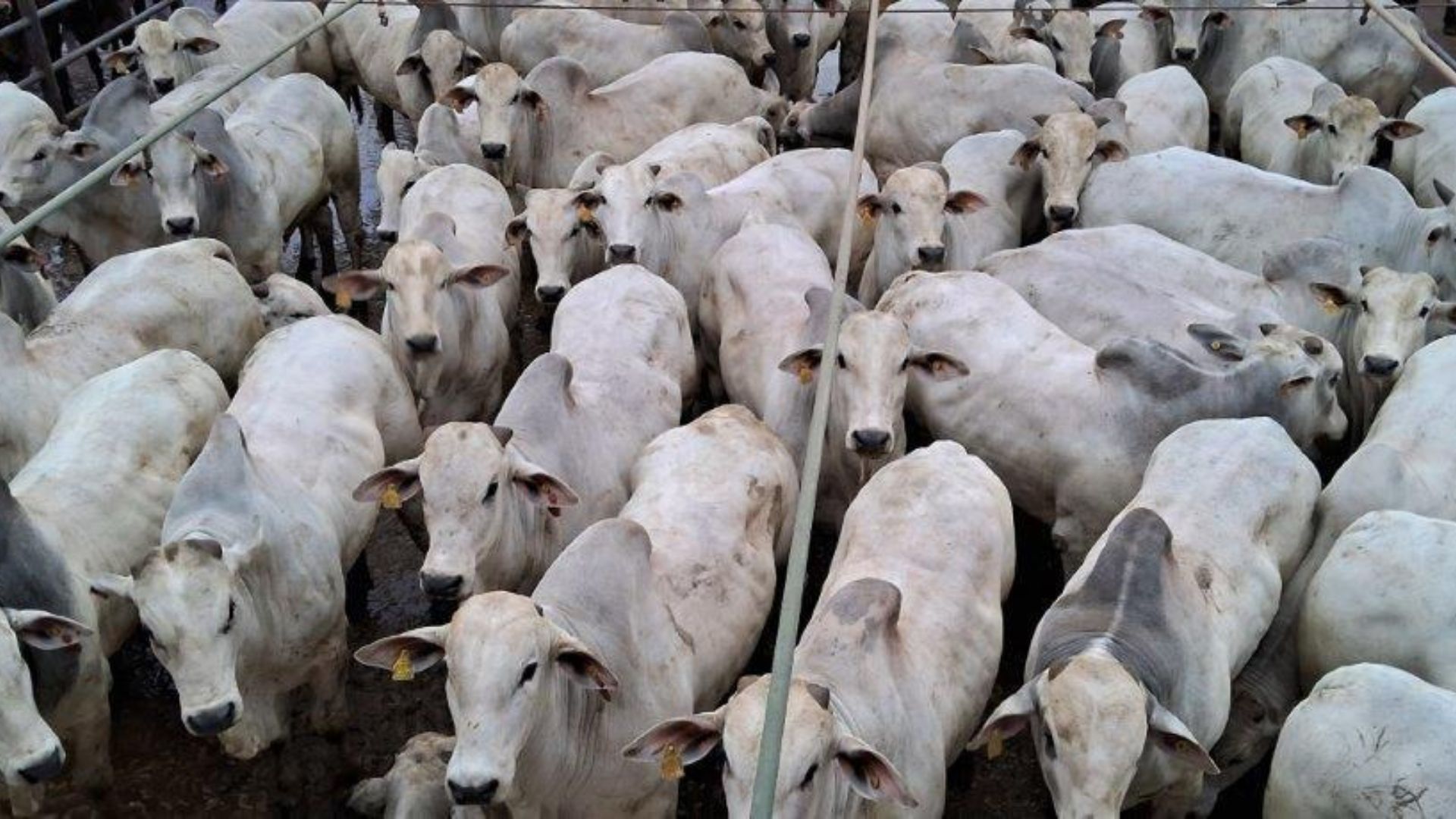 Boiada “batoquinha” zero dentes impressiona com mais de 21@ em MT