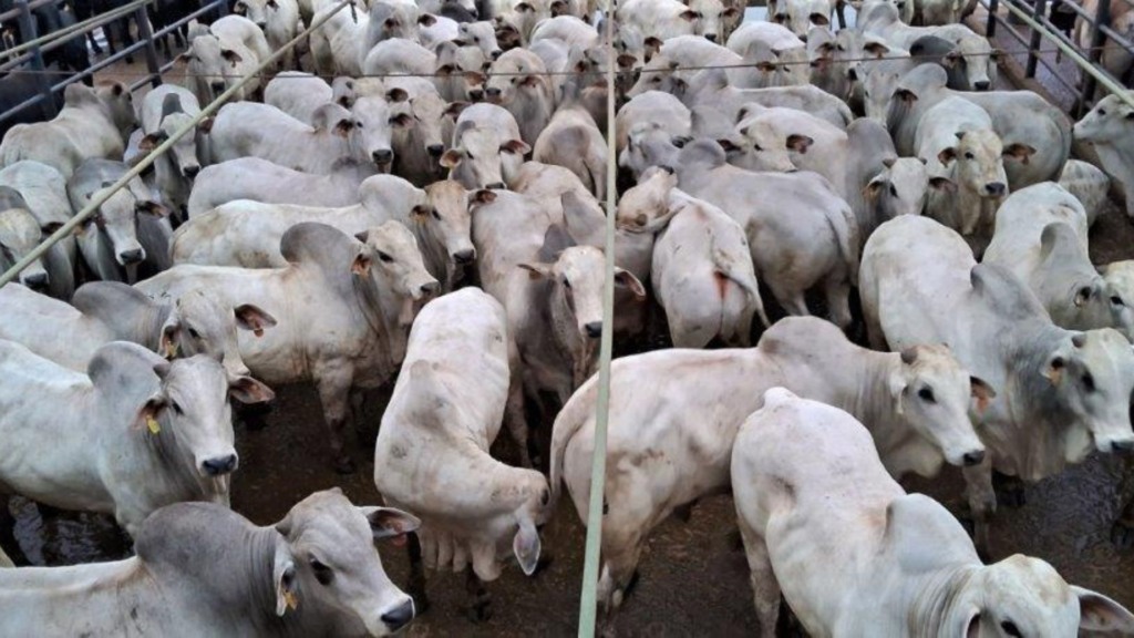 O peso médio por carcaça após o abate foi de incríveis 316 quilos, o que dá 21,1 arrobas por animal! Foto: Divulgação/Friboi Pontes e Lacerda (MT)