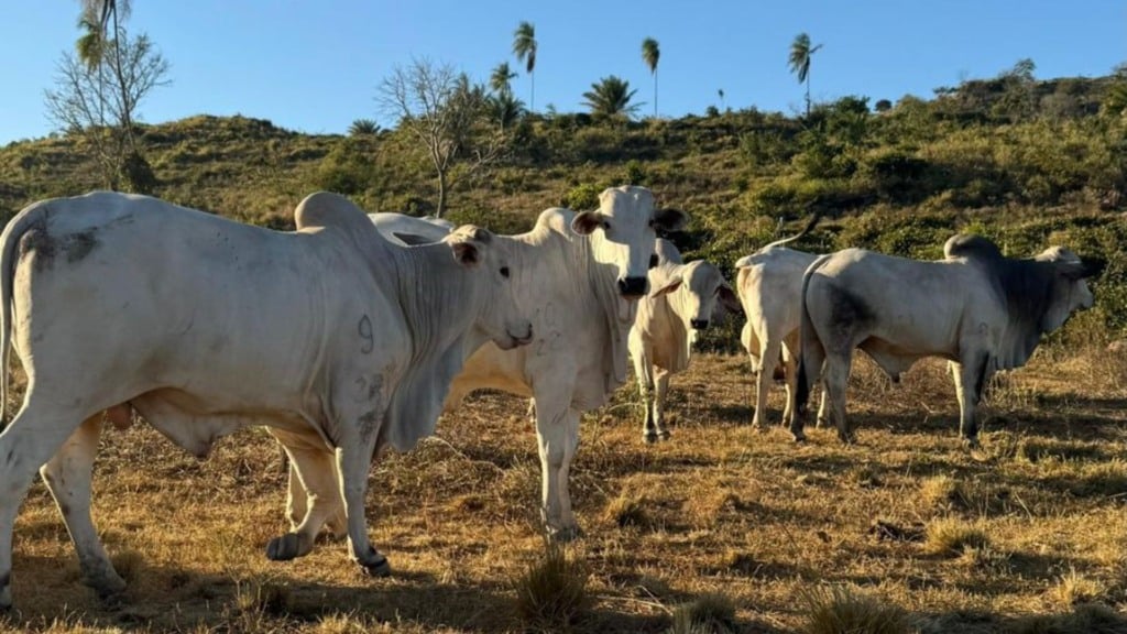 Família investe em TIP com foco na pecuária de precisão em São Félix do Xingu (PA)