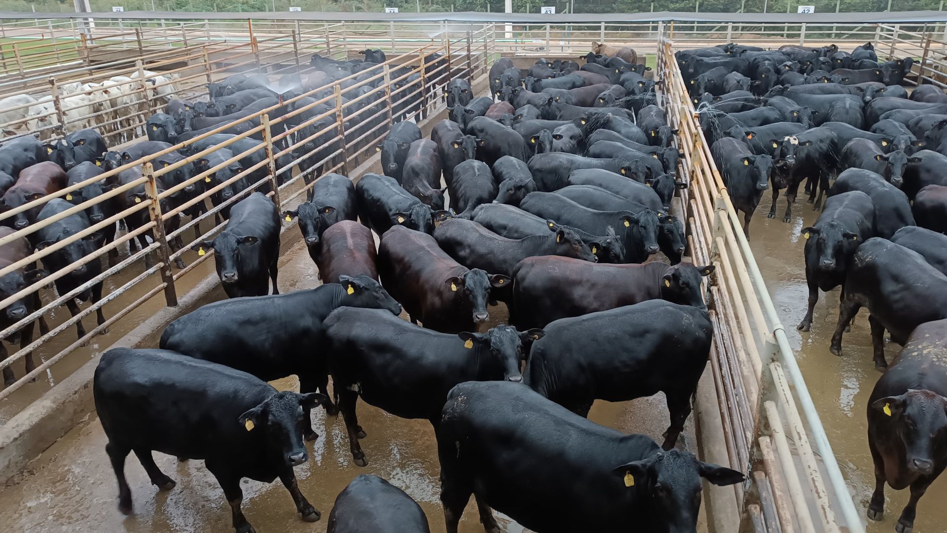 Novilhada Angus em Rondônia: bela safra de “pérolas negras” de cair o queixo!