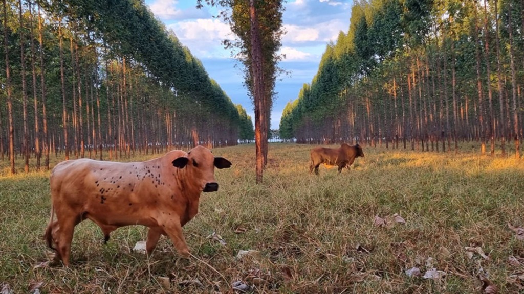 Nova ferramenta da Embrapa facilita gestão florestal em sistemas ILPF
