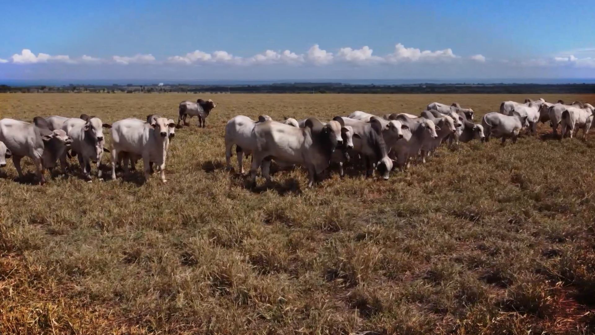 Transição da seca para as águas: prepare o pasto e garanta o ganho do seu gado