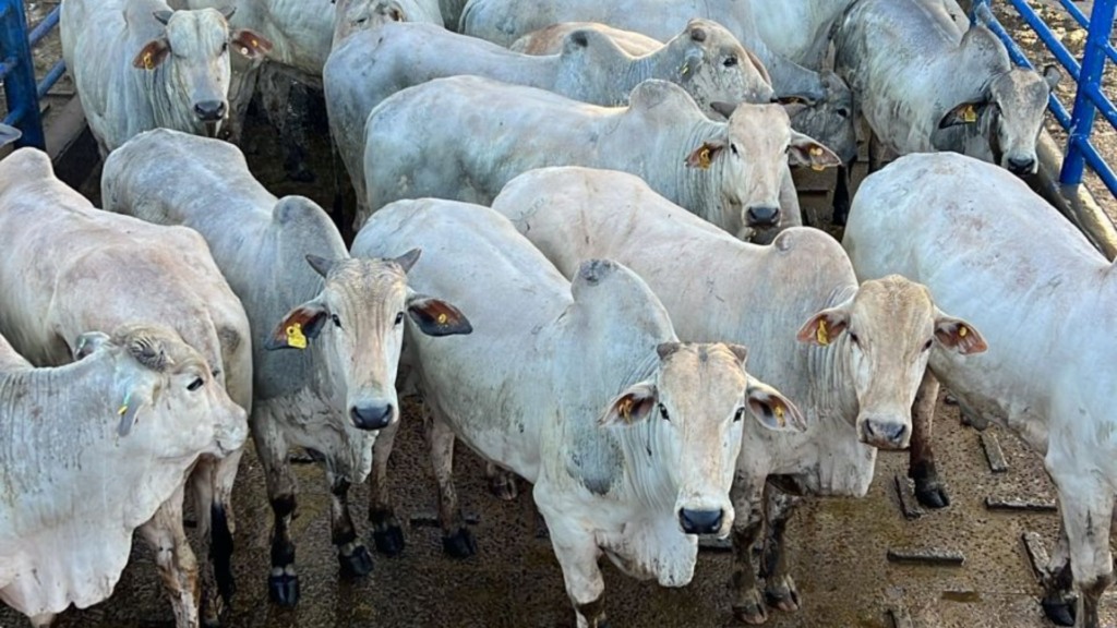 Parte do lote de 270 bois imunocastrados. Foto: Divulgação/Friboi Anastácio (MS)