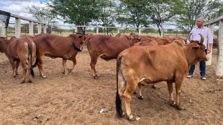 Sindi: rebanho da Embrapa é reconhecido pela ABCZ pela sua pureza e rusticidade Sindi: rebanho da Embrapa é reconhecido pela ABCZ pela sua pureza e rusticidade