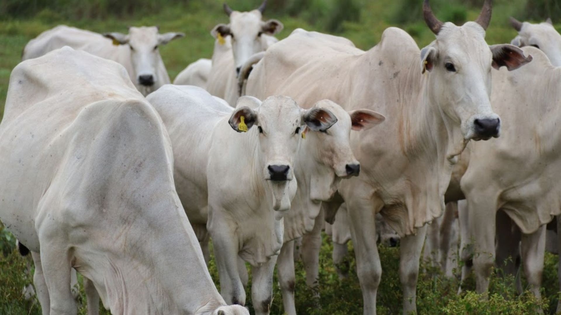 Genética ou nutrição? Especialistas revelam os segredos de uma fazenda top de cria
