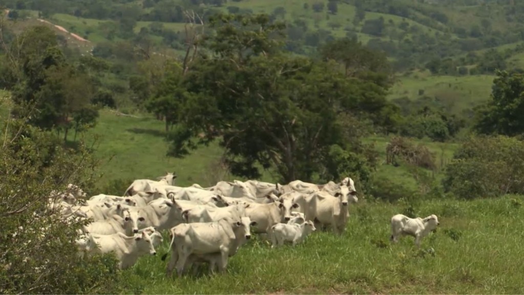 Vacas e novilhas com bezerro ao pé em fazenda de cria. Foto: Reprodução