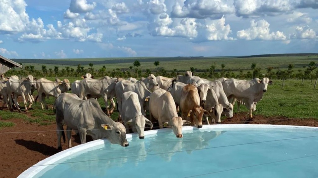 Bovinos em bebedouro com água limpa em área de pasto. Foto: Divulgação