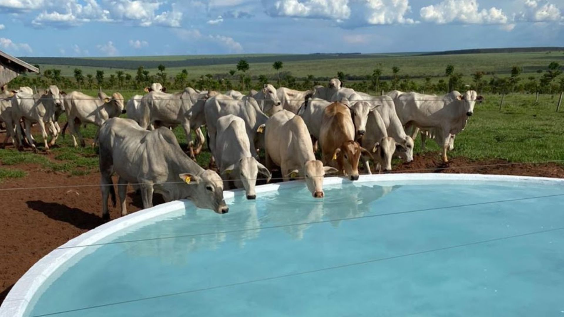 Bebedouro do gado: saiba qual o melhor local de instalação no pasto