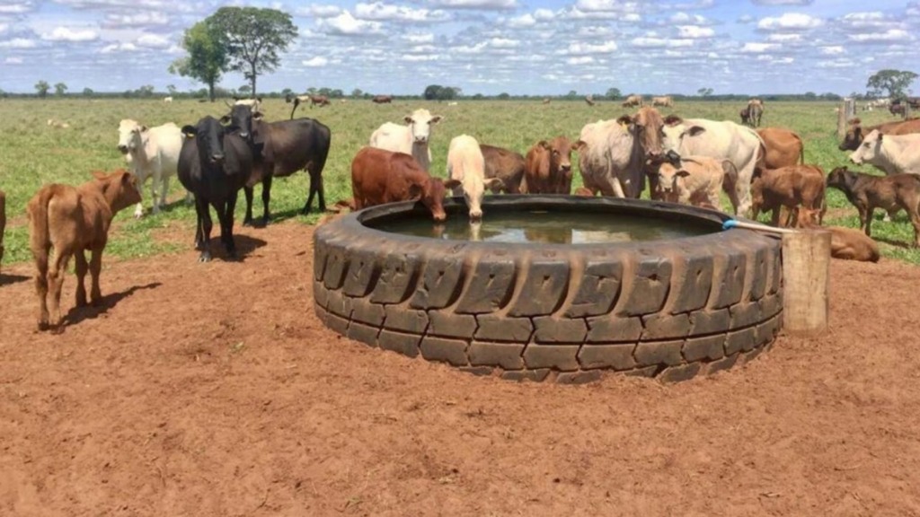 Detalhe de bovinos em bebedouro de pneu em área de pasto. Foto: Divulgação