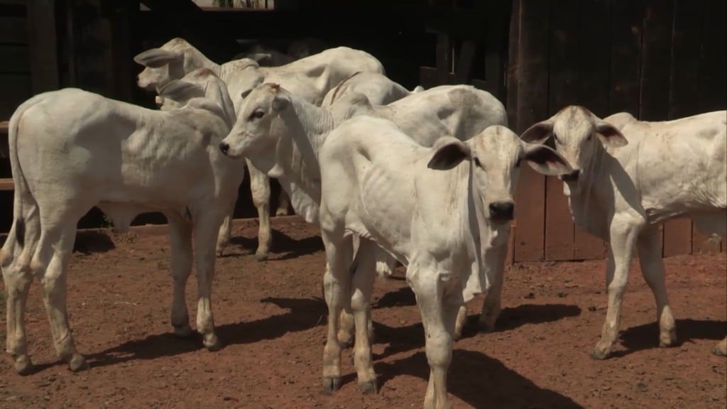 Bezerros de corte em área de curral. Foto: Reprodução