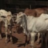 Dá lucro sequestrar bezerro na seca? Especialista tira a dúvida