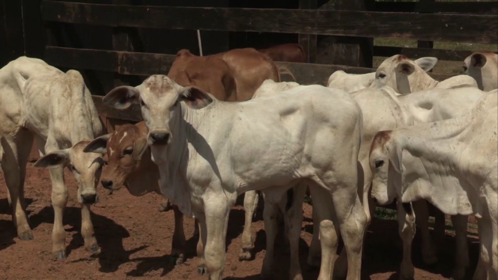 Bezerros de corte em área de curral. Foto: Reprodução