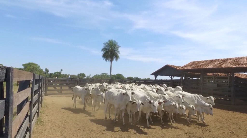 Bezerros em fase de desmama no curral. Foto: Reprodução
