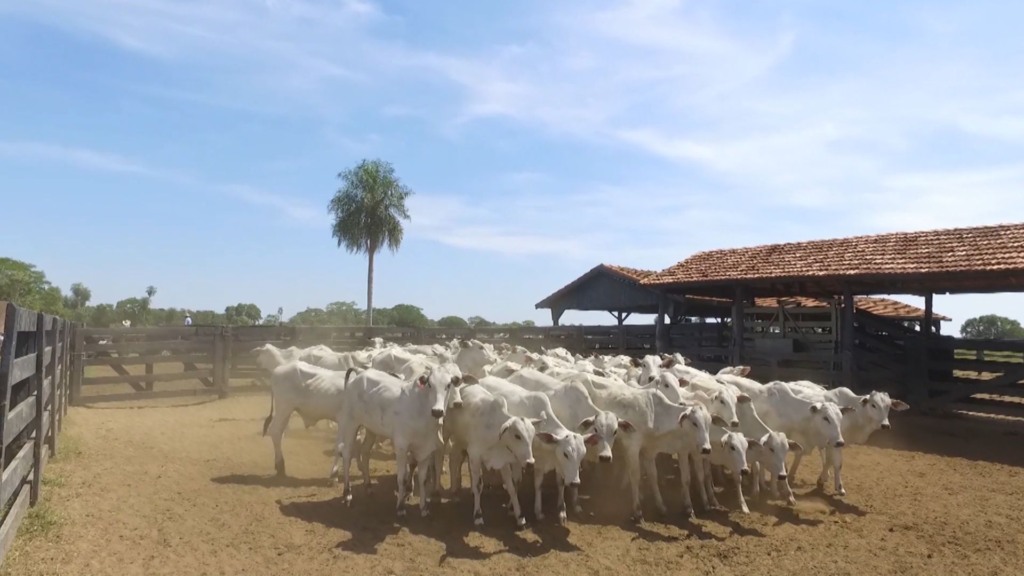 Bezerros em fase de desmama no curral. Foto: Reprodução