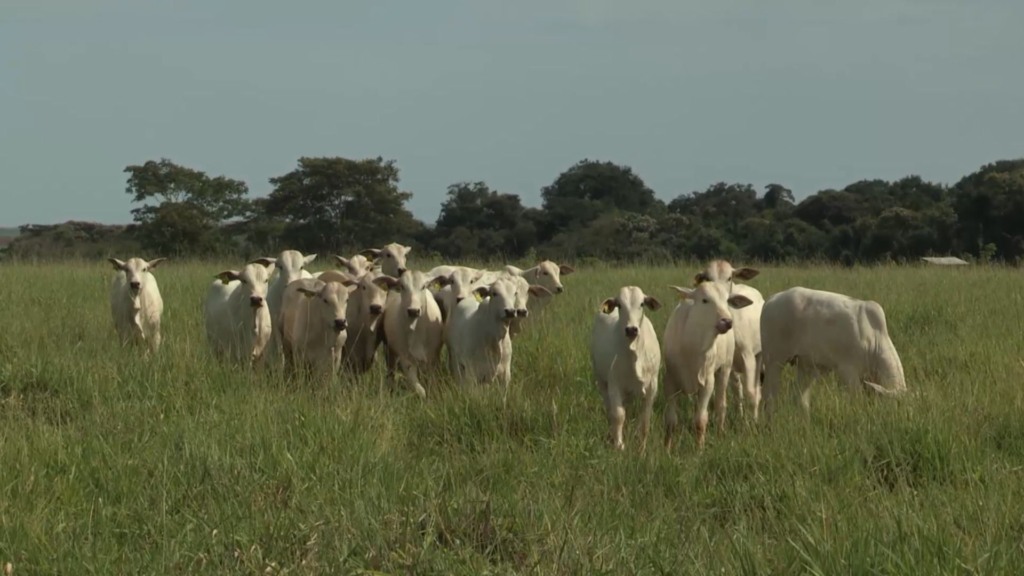 Bezerros em área de pasto. Foto: Reprodução