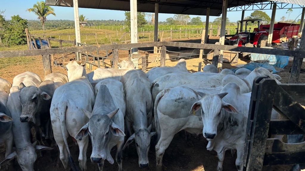 De Rondônia para a China! Idade não desanima e produtor é destaque com gadão tipo exportação