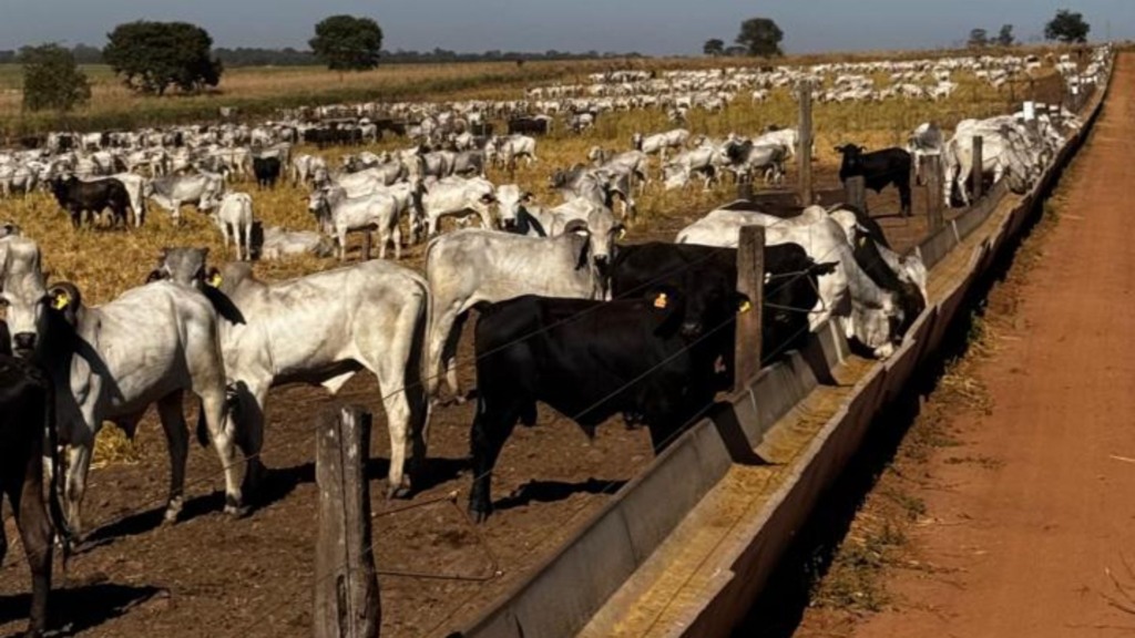Boitel da Fazenda Sonho Real em Terenos (MS). Foto: Divulgação/Friboi