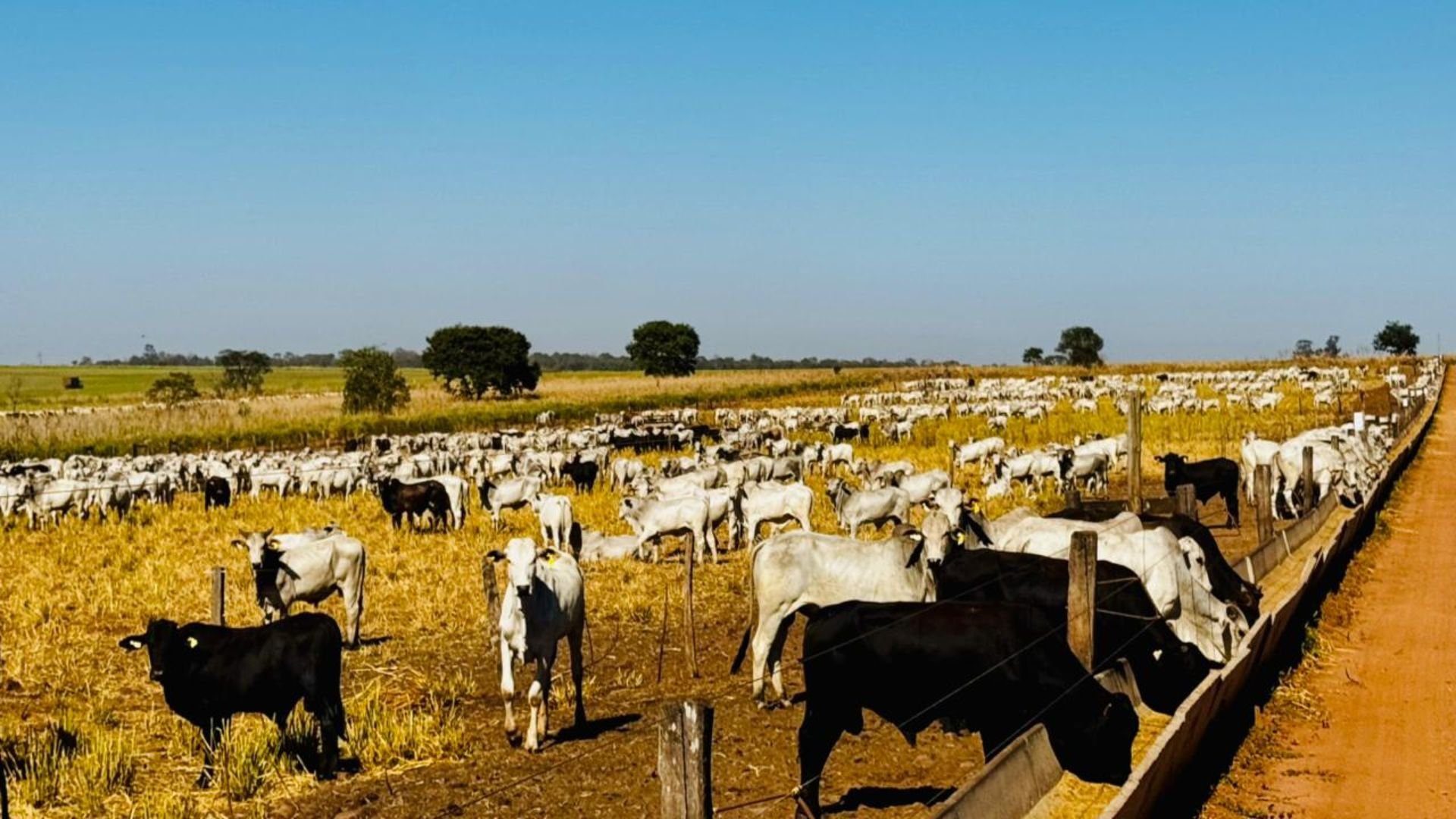Boitel: MS ganha nova estrutura para engorda terceirizada de 30 mil bois