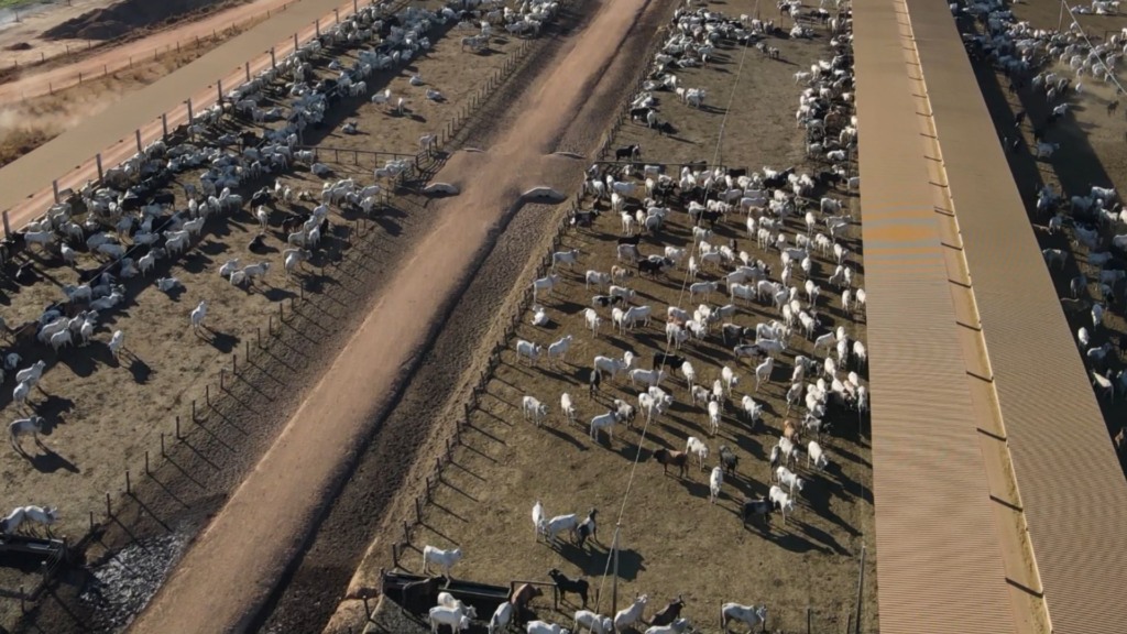 Bovinos em área de confinamento. Foto: Reprodução