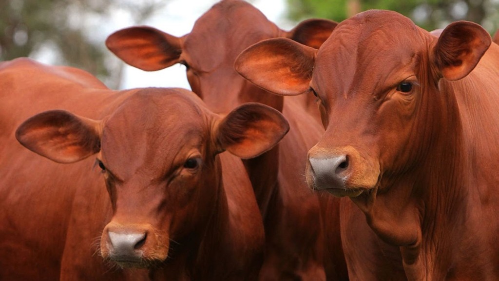 Bovinos da raça Senepol. Foto: Divulgação