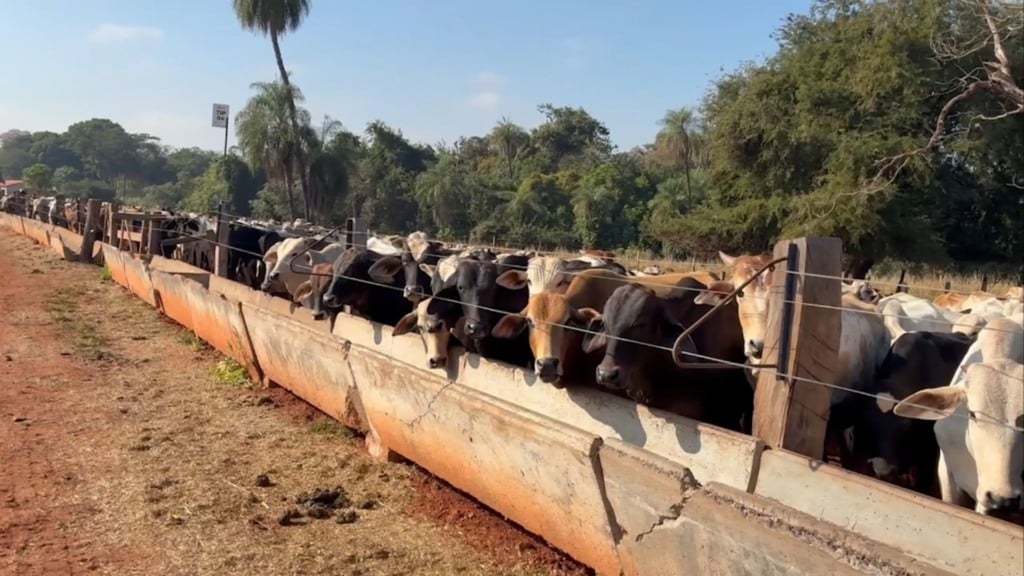 Bovinos de corte em área de alimentação no cocho. Foto: Reprodução