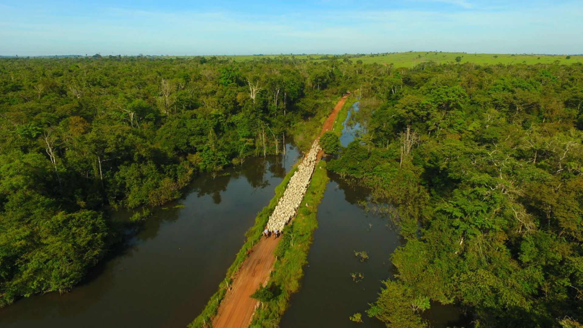 Pecuária na Amazônia: Embrapa mostra os caminhos da produção responsável Pecuária na Amazônia: Embrapa mostra os caminhos da produção responsável