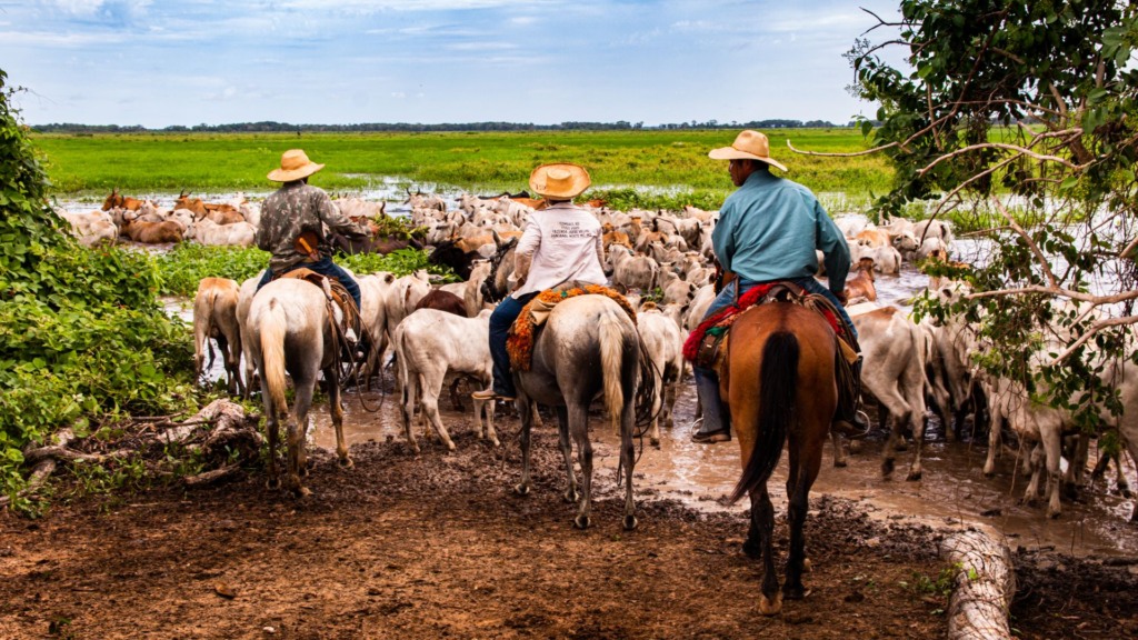 Peões com bovinos em sistema orgânico e sustentável no Pantanal. Foto: Divulgação/ABPO