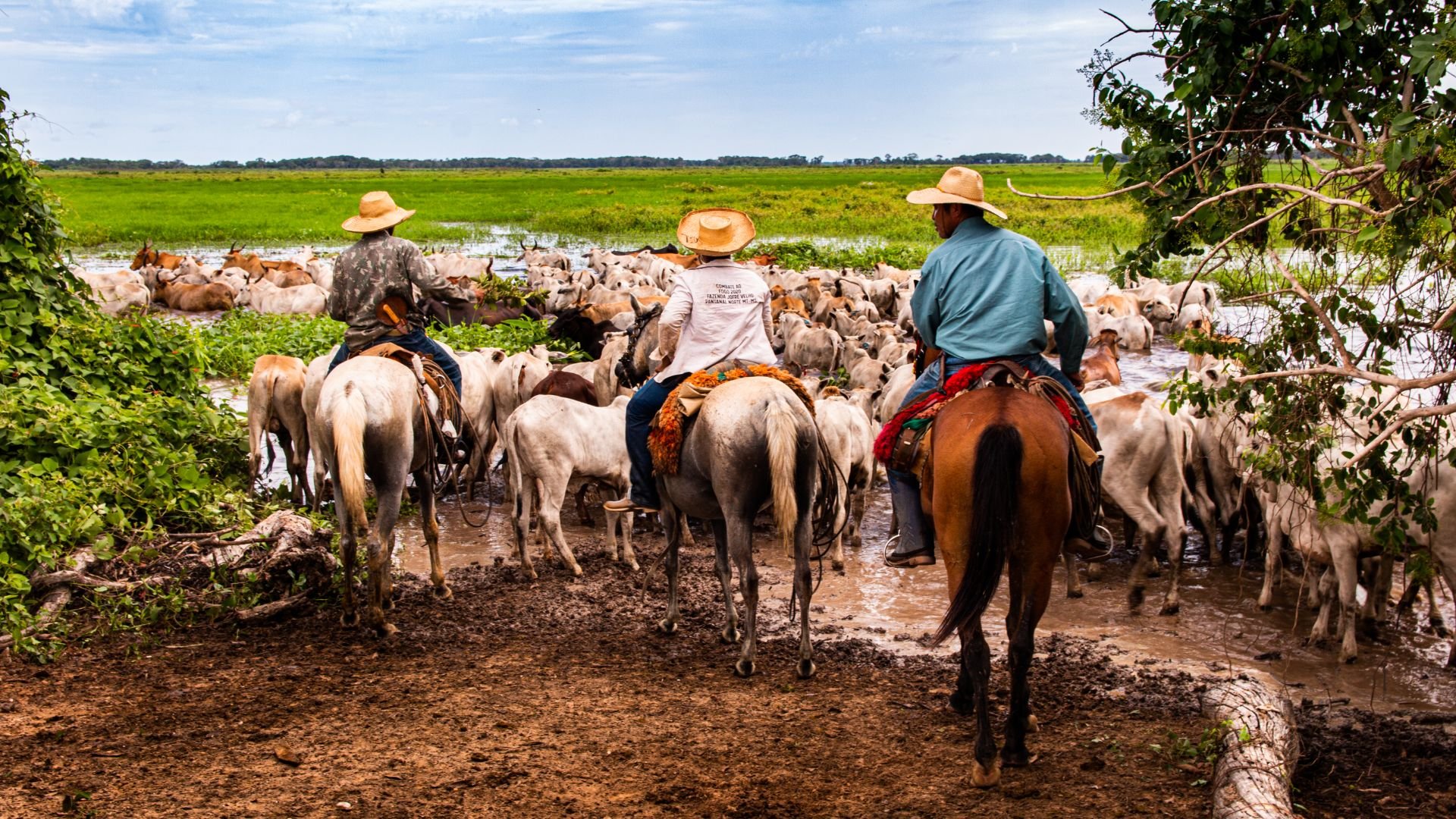 PSA Pantanal: entenda como o produtor será pago para preservar o bioma