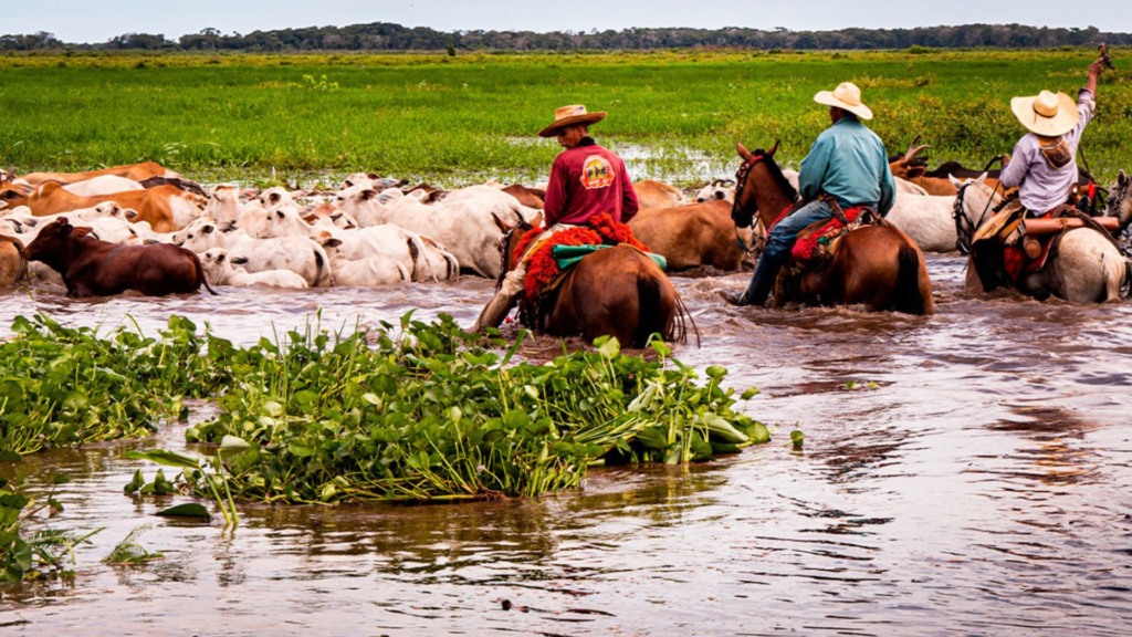 Peões com bovinos em sistema orgânico e sustentável no Pantanal. Foto: Divulgação/ABPO