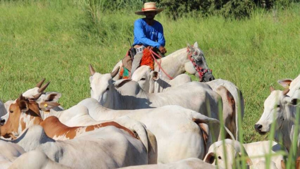 Peão com bovinos em sistema orgânico e sustentável no Pantanal. Foto: Divulgação/ABPO