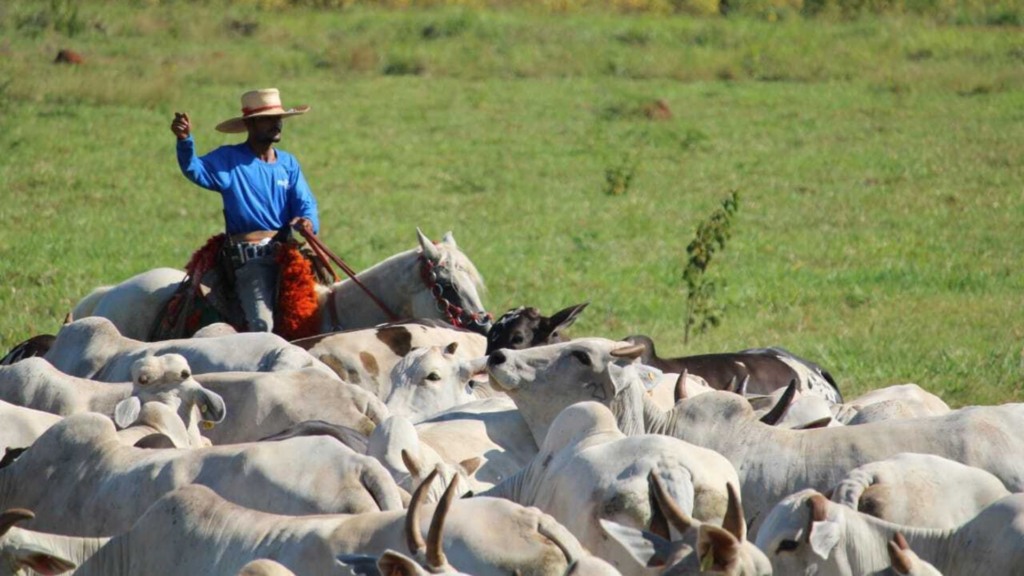 Peão com bovinos em sistema orgânico e sustentável no Pantanal. Foto: Divulgação/ABPO