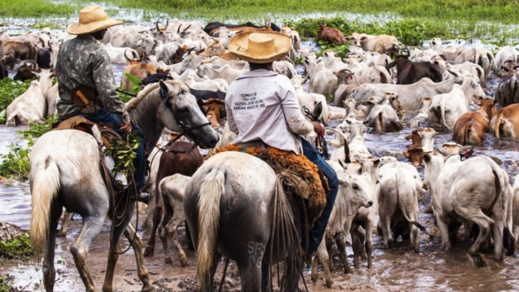 Peões com bovinos em sistema orgânico e sustentável no Pantanal. Foto: Divulgação/ABPO