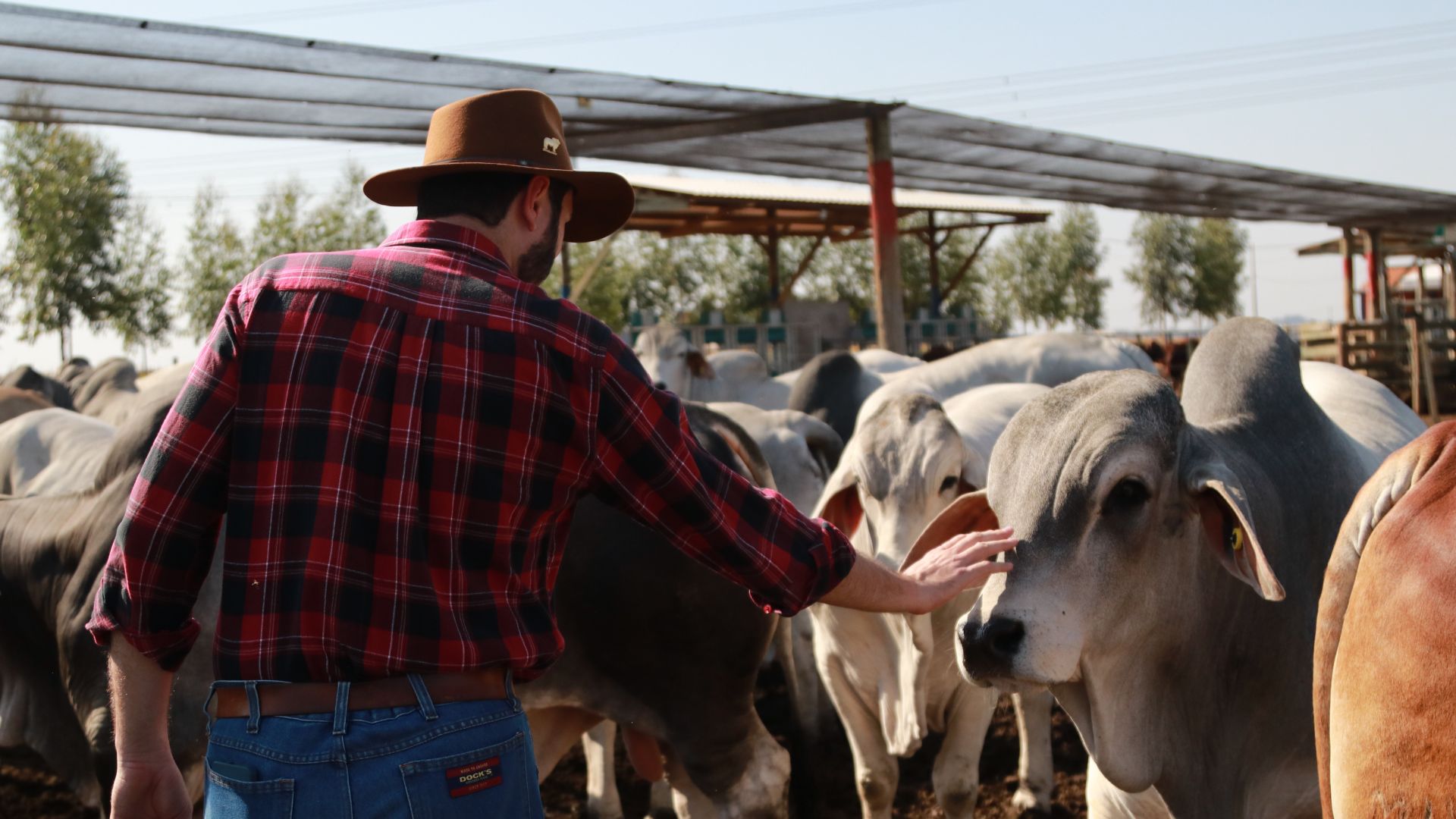 Brahman tem ganho de peso superior em pesagem inicial e gera boa expectativa