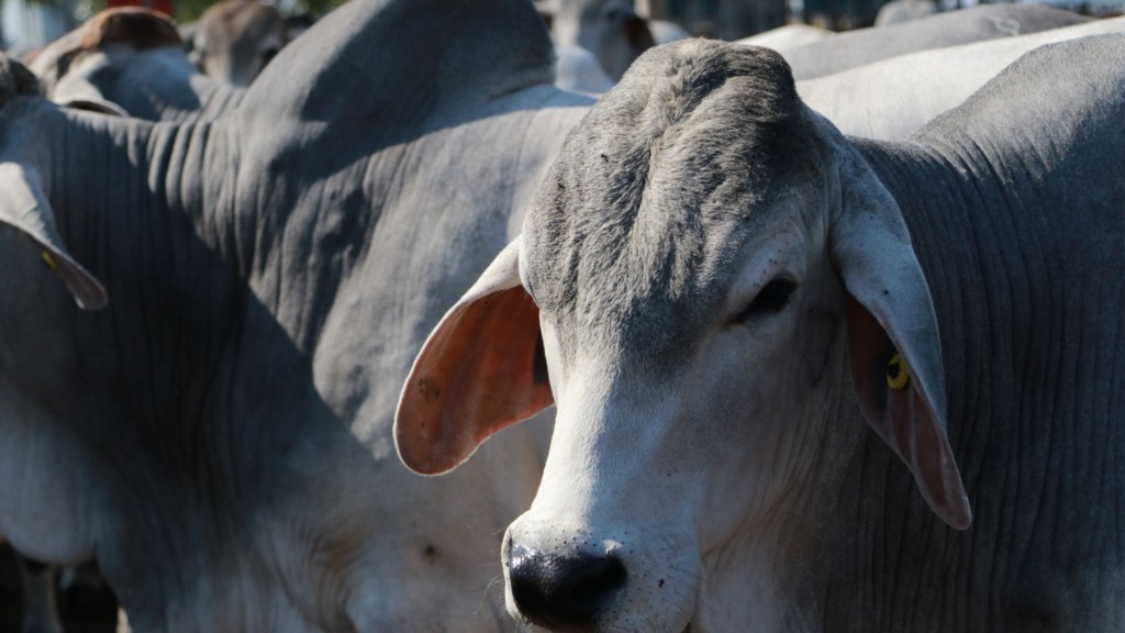 Touros reprodutores da raça Brahman. Foto: Divulgação/ACBB